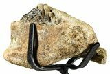 Hadrosaur (Edmontosaurus) Jaw Section with Teeth - Wyoming #377658-4